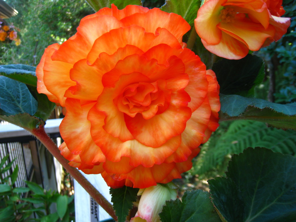 B. ‘Coronet’